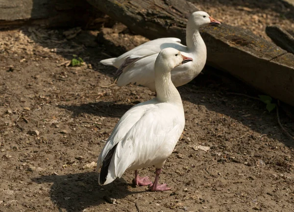 Snow Goose Chen Caerulescens White Morph Water Bird Resting Shore — Stock Photo, Image