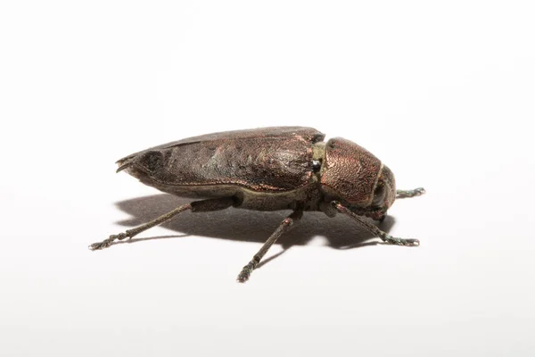 Perotis Lugubris Género Escaravelho Família Buprestidae Insecto Parasita — Fotografia de Stock
