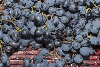 Şarap yapma. Şarap üretim teknolojisi. Şarap yapma halk geleneği. Moldova şarap üretimi. Üzüm işleme eski geleneği.