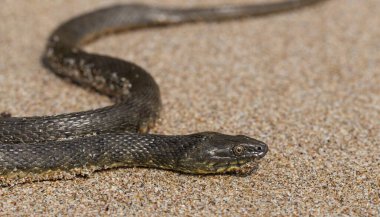 Natrix tessellata. Zar yılanı, Colubridae familyasına ait, Natricinae alt familyasından zehirli olmayan bir Avrupa yılanıdır. Sürüngen Karadeniz 'in kumlu sahillerinde yaşıyor..