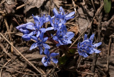 Scilla bifolia, Asparagaceae familyasından Palearktik bölgede yetişen bir bitkidir..
