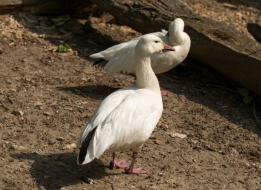Kar kazı (Chen caerulescens) - beyaz şekil. Bir su kuşu kıyıda dinleniyor..