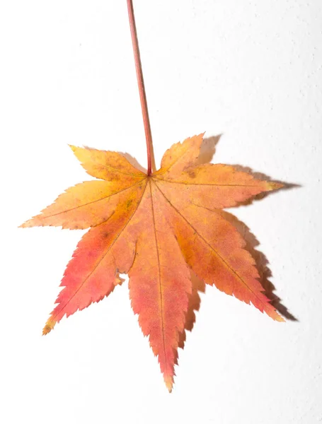 Une Feuille Acer Palmatum Multicolore Automne Sur Fond Blanc Érable — Photo