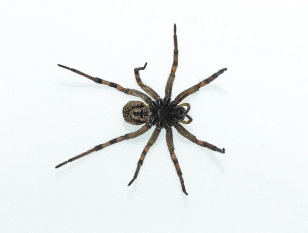 Hogna Radiata Вид Вовчого Павука Стокове Фото