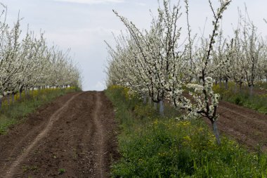 Çiçek açma döneminde erik bahçesi. Baharda beyaz ve sarı çiçekler.