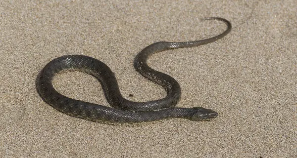 주사위 Dadb Snake 유럽의 뱀으로 Colubridae Subfamily 아과에 파충류는흑 모래사장에 — 스톡 사진