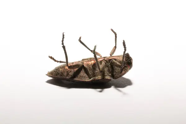 Perotis Lugubris Genus Beetles Family Buprestidae Insect Parasite — Stock Photo, Image