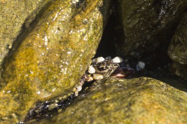 Pachygrapsus marmoratus bazen mermer kaya yengeci veya mermer yengeç olarak da adlandırılan bir yengeç türüdür. Karadeniz. Taşlarda yengeç.