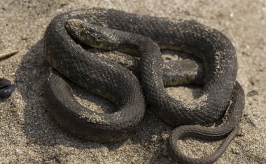 Natrix tessellata. Zar yılanı, Colubridae familyasına ait, Natricinae alt familyasından zehirli olmayan bir Avrupa yılanıdır. Sürüngen Karadeniz 'in kumlu sahillerinde yaşıyor..