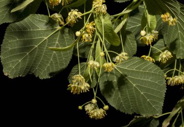 A sprig of linden tree. Spring flowering of a medicinal plant. clipart