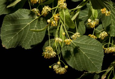 A sprig of linden tree. Spring flowering of a medicinal plant. clipart