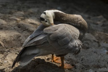 Çubuk kafalı kaz (Anser indicus). Su kuşunun sabah tuvaleti. (Eulabeia indica).