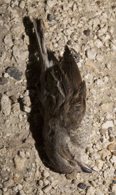 Kırmızı sırtlı örümcekkuşu (Lanius collurio) etobur bir kuş ve örümcekgiller familyasının bir üyesidir. Yavru kuş, dişi. Ölü kuş. Yol savaşları, bir Shrike 'ın ölümü. Arabadan ölüm.