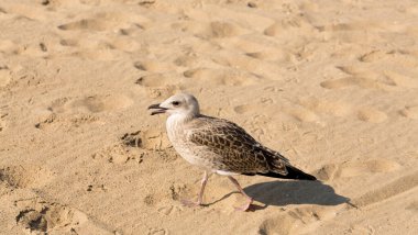 Avrupa martı (Larus argentatus). Deniz kenarındaki kumsalda genç bir su kuşu. Piliç.