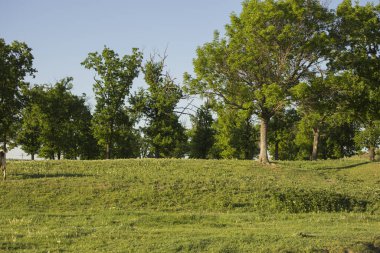 Baharda yaprak döken ormanın kıyısında. Sulu yeşiller, bitki örtüsünün ilk aşamasında bitkiler..