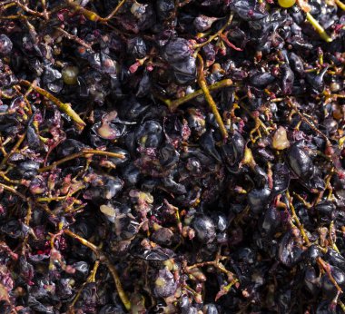 Şarap malzemesi, üzüm suyu - mutlaka, stum, maun. Moldova 'da şarap üretim teknolojisi. Şarap yapma geleneği. Eski üzüm işleme geleneği..