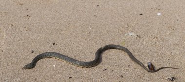 Natrix tessellata. Zar yılanı, Colubridae familyasına ait, Natricinae alt familyasından zehirli olmayan bir Avrupa yılanıdır. Sürüngen Karadeniz 'in kumlu sahillerinde yaşıyor..