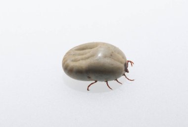 Ixodes ricinus, the castor bean tick, is a chiefly European species of hard-bodied tick. Female.