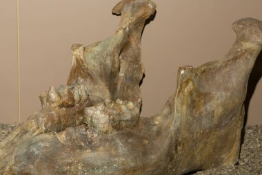 Borson mastodonu (Mammut borsoni) - fosil. Alt çene mandibula. 