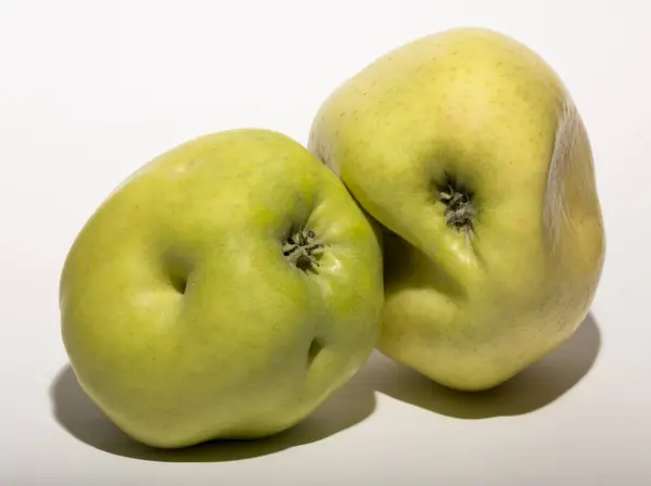Ugly mutant apples. Fruits are yellow on a white background.  The relationship between two objects.  The concept of intimacy.