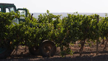 Köylüler üzüm topluyor. Şarap üretimi. Üzüm toplama işleminin mekanizasyonu. Traktörle tarladan şarap malzemelerinin çıkarılması. 