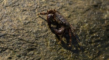 Pachygrapsus marmoratus bazen mermer kaya yengeci veya mermer yengeç olarak da adlandırılan bir yengeç türüdür. Karadeniz. Taşlarda yengeç.