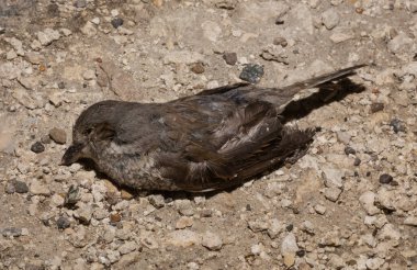 Kırmızı sırtlı örümcekkuşu (Lanius collurio) etobur bir kuş ve örümcekgiller familyasının bir üyesidir. Yavru kuş, dişi. Ölü kuş. Yol savaşları, bir Shrike 'ın ölümü. Arabadan ölüm.