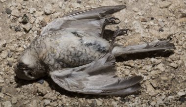 Kırmızı sırtlı örümcekkuşu (Lanius collurio) etobur bir kuş ve örümcekgiller familyasının bir üyesidir. Yavru kuş, dişi. Ölü kuş. Yol savaşları, bir Shrike 'ın ölümü. Arabadan ölüm.