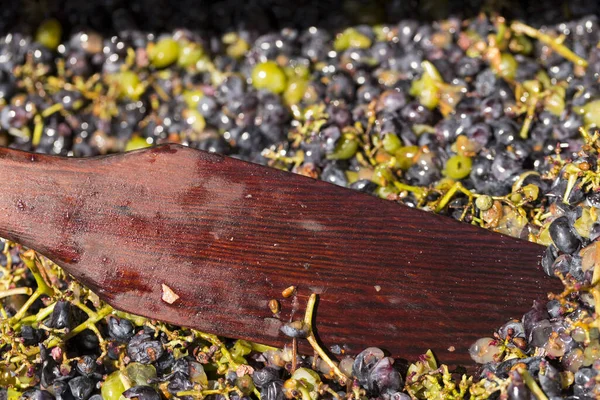 Wine material, grape juice - must, stum, maun. Technology of wine production in Moldova. The ancient tradition of grape processing. Separation of wine material with a wooden spatula.