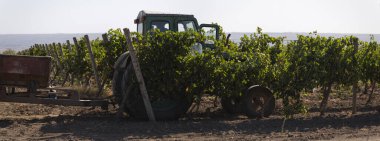 Köylüler üzüm topluyor. Şarap üretimi. Üzüm toplama işleminin mekanizasyonu. Traktörle tarladan şarap malzemelerinin çıkarılması. 