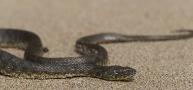 Natrix tessellata. Zar yılanı, Colubridae familyasına ait, Natricinae alt familyasından zehirli olmayan bir Avrupa yılanıdır. Sürüngen Karadeniz 'in kumlu sahillerinde yaşıyor..