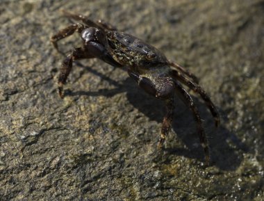 Pachygrapsus marmoratus bazen mermer kaya yengeci veya mermer yengeç olarak da adlandırılan bir yengeç türüdür. Karadeniz. Taşlarda yengeç. Hayvanın çiftleşme davranışı, köpüğün serbest bırakılması..