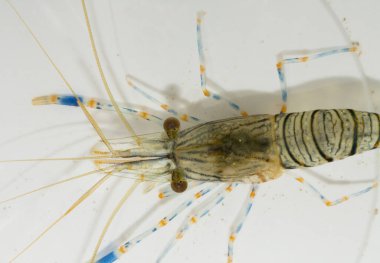 Palemon elegans, Palemonidae familyasından Palemonidae familyasından bir karides türü..