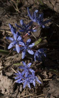 Scilla bifolia, Asparagaceae familyasından Palearktik bölgede yetişen bir bitkidir..