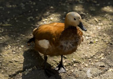 Ruddy shelduck (Tadorna ferruginea), Brahminy ördeği, Anatidae familyasından bir ördek türü..