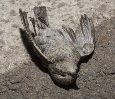 Kırmızı sırtlı örümcekkuşu (Lanius collurio) etobur bir kuş ve örümcekgiller familyasının bir üyesidir. Yavru kuş, dişi. Ölü kuş. Yol savaşları, bir Shrike 'ın ölümü. Arabadan ölüm.