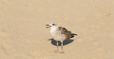 European herring gull (Larus argentatus). A young waterfowl on the sand by the sea. The chick.