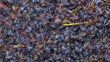 Şarap malzemesi, üzüm suyu - mutlaka, stum, maun. Moldova 'da şarap üretim teknolojisi. Şarap yapma geleneği. Eski üzüm işleme geleneği..