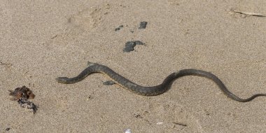 Natrix tessellata. Zar yılanı, Colubridae familyasına ait, Natricinae alt familyasından zehirli olmayan bir Avrupa yılanıdır. Sürüngen Karadeniz 'in kumlu sahillerinde yaşıyor..