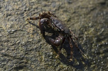 Pachygrapsus marmoratus bazen mermer kaya yengeci veya mermer yengeç olarak da adlandırılan bir yengeç türüdür. Karadeniz. Taşlarda yengeç.