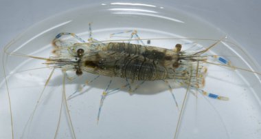 Palemon elegans, Palemonidae familyasından Palemonidae familyasından bir karides türü..