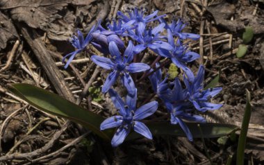 Scilla bifolia, Asparagaceae familyasından Palearktik bölgede yetişen bir bitkidir..