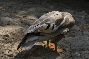 Çubuk kafalı kaz (Anser indicus). Su kuşunun sabah tuvaleti. (Eulabeia indica).