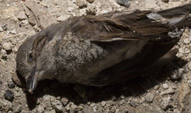 Kırmızı sırtlı örümcekkuşu (Lanius collurio) etobur bir kuş ve örümcekgiller familyasının bir üyesidir. Yavru kuş, dişi. Ölü kuş. Yol savaşları, bir Shrike 'ın ölümü. Arabadan ölüm.