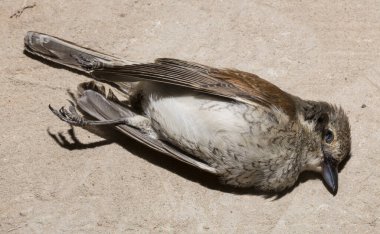 Kırmızı sırtlı örümcekkuşu (Lanius collurio) etobur bir kuş ve örümcekgiller familyasının bir üyesidir. Yavru kuş, dişi. Ölü kuş. Yol savaşları, bir Shrike 'ın ölümü. Arabadan ölüm.