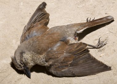 Kırmızı sırtlı örümcekkuşu (Lanius collurio) etobur bir kuş ve örümcekgiller familyasının bir üyesidir. Yavru kuş, dişi. Ölü kuş. Yol savaşları, bir Shrike 'ın ölümü. Arabadan ölüm.