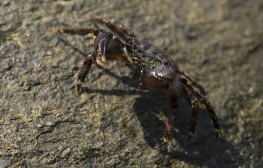 Pachygrapsus marmoratus bazen mermer kaya yengeci veya mermer yengeç olarak da adlandırılan bir yengeç türüdür. Karadeniz. Taşlarda yengeç. Hayvanın çiftleşme davranışı, köpüğün serbest bırakılması..