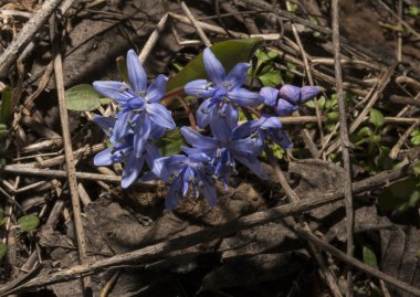 Scilla bifolia, Asparagaceae familyasından Palearktik bölgede yetişen bir bitkidir..