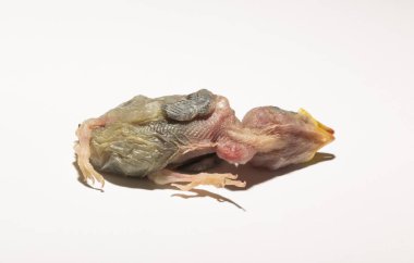 Yuvadan düşmüş bir ev serçesi yavrusu. Kuşlardaki üreme sürecinin trajedisi. Beyaz arka planda ölen bir hayvan..