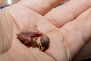 Yuvadan düşmüş bir ev serçesi yavrusu. Kuşlardaki üreme sürecinin trajedisi. Bir insanın avucunun içinde ölen bir hayvan..